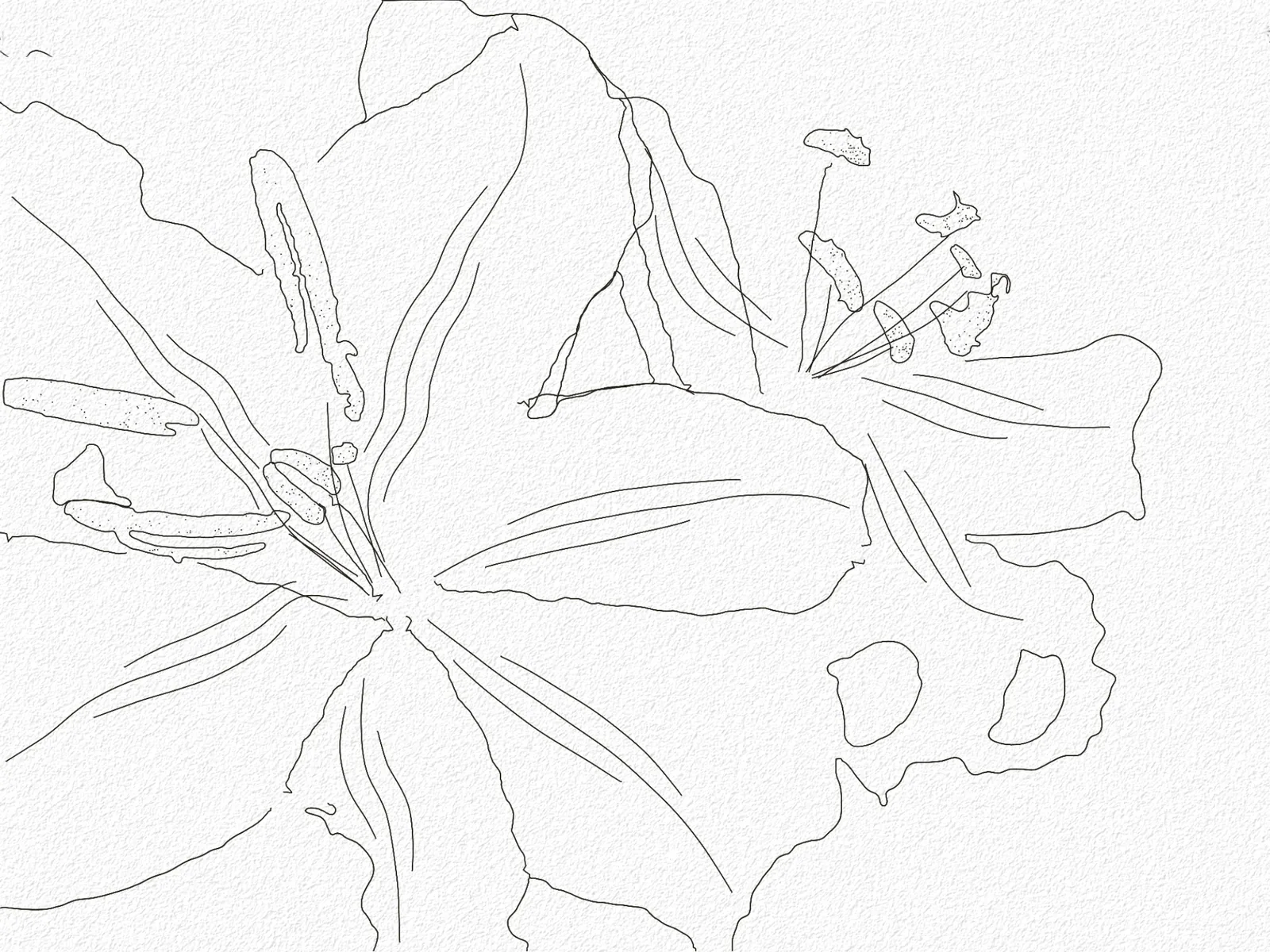 Golden-rayed lily from our lesson: liner first, then watercolour.